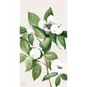 Fotomural botánico de una camelia falsa - Walcott