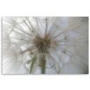 Canvasbillede, Mælkebøtteplanter natur