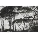 Architects Paper Papier peint photo Atelier 47 Treetops forêt
