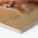 Hexagon Hout van Duijn - Baby Fox
