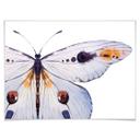 Póster Kvilis - Mariposa 01