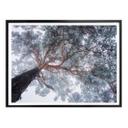 Póster Krivec - Árbol en invierno