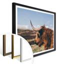 Póster - Highland Cow 02