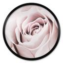 Plakat 1X Studio - Rose