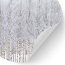 Wallsticker Birkeskov om vinteren - EMELIEmaria - Rund