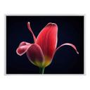 Plakat - Grønkjær - First Tulip