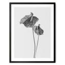 Póster Grønkjær - Anthurium blanco y negro