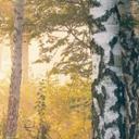 Fototapet Solskin i birkeskoven - Skovtapet - Kado