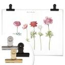 Plakat - Anemoner