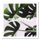 Canvasbillede, Monstera eksotiske blade