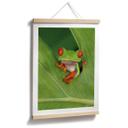 Póster Rana arborícola en la selva tropical - van Duijn
