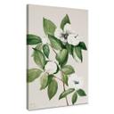 Lienzo ilustración botánica de una camelia simulada - Walcott