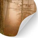 Vinilo decorativo neblina y luz en el bosque otoñal - Maier - Redondo