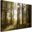 Canvasbillede, Morgen i skoven