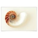 Poster - Nautilus