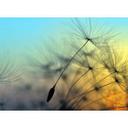 Ikke-vævet tapet FlyingDandelion natur mælkebøtte foto tapet Designwalls i blå og sort 
