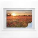 Película de privacidad Sunset poppy field
