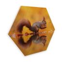 Hexagon Hout Dibond van Duijn - Eekhoorntje met Noot