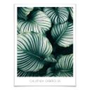 Plakat - Calathea Orbifolia
