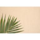 Fototapet beige grøn - 3,75 x 2,50 m - naturmotiv Ikke-vævet tapet moderne