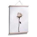 Plakat - Den hvide rose