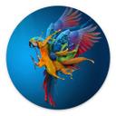 Tableau sur alu-Dibond rond Almawash - Le perroquet et le jeu des couleurs