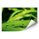Poster autocollant - W - Nature 5