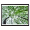 Poster Pavlasek - Cime des arbres verts