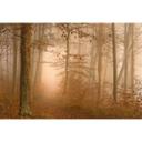 Fotomural bosque - bruma y luz en un bosque otoñal - Maier