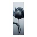 Póster de tela Tulipán aterciopelado en negro - Paksoylu - Panorama