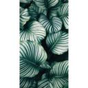 Fototapet Calathea Orbifolia - 144x260 cm