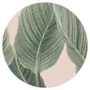 Vinilo decorativo Calathea - Sisi & Seb - Redondo