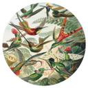 Wallsticker Haeckel - Kolibrier - Rund