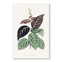 Akrylbillede Illustration af blade - Bignonia Argyro Violascea
