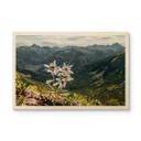 Billede af træ hvid alpin edelweiss på bjerget