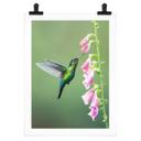 Póster van Duijn - La magia del colibrí en flor rosa