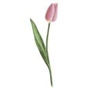 Sticker mural Tulipe rose