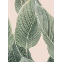 Fotomural de Calathea - Sisi & Seb