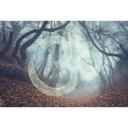 Architects Paper Papier peint photo Atelier 47 Symbol Forest