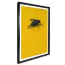 Póster Marrón - Mosca doméstica sobre amarillo