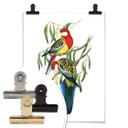 Póster de periquitos de colores