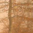 Fotomural bosque - bruma y luz en un bosque otoñal - Maier