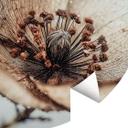 Fototapet med tørre blomster beige naturpoesi - Treechild - rund - selvklæbende/ikke-vævet