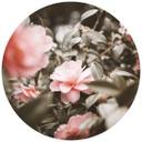 Fototapet - Rundt Annie - Rose Blossom - vliesetapet/selvklæbende non-woven tapet