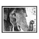 Póster Elefante indio