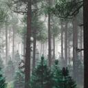 Trees In Fog skovtapet i grågrøn - non-woven tapet Designwalls 2 - 2,55 x 3,5 m