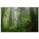 Canvasbillede, Tropisk jungle