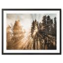 Póster sobre la naturaleza Rayos de luz en el bosque - Eisenmann