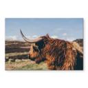 Stænkplade - Highland cow 02