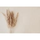 Pampasgræs tapet beige natur 3,75 x 2,50 m - Ikke-vævet tapet boho stil moderne